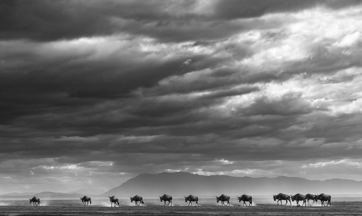 Magic Amboseli
