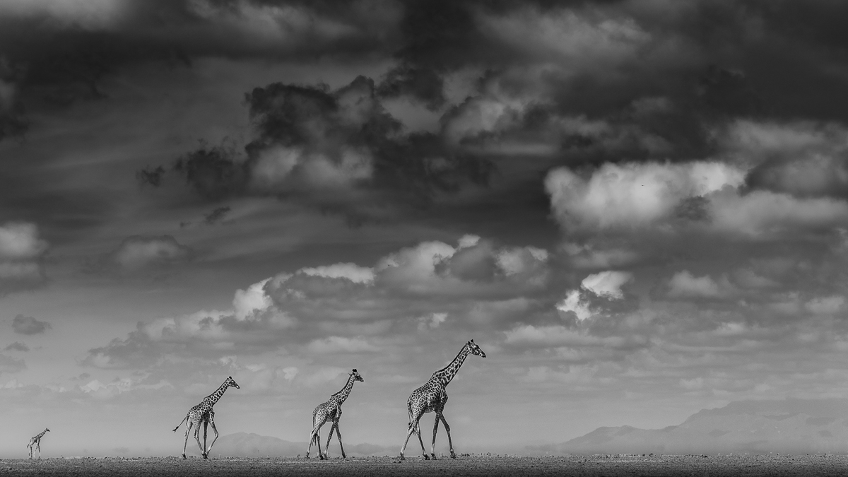 Magic Amboseli