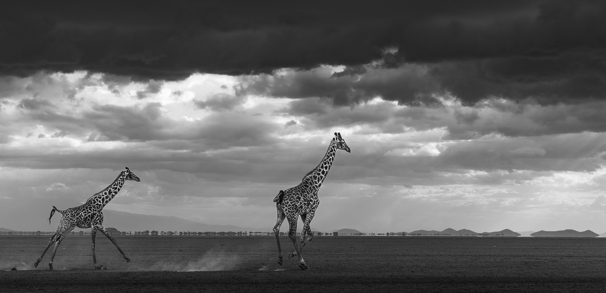 Magic Amboseli