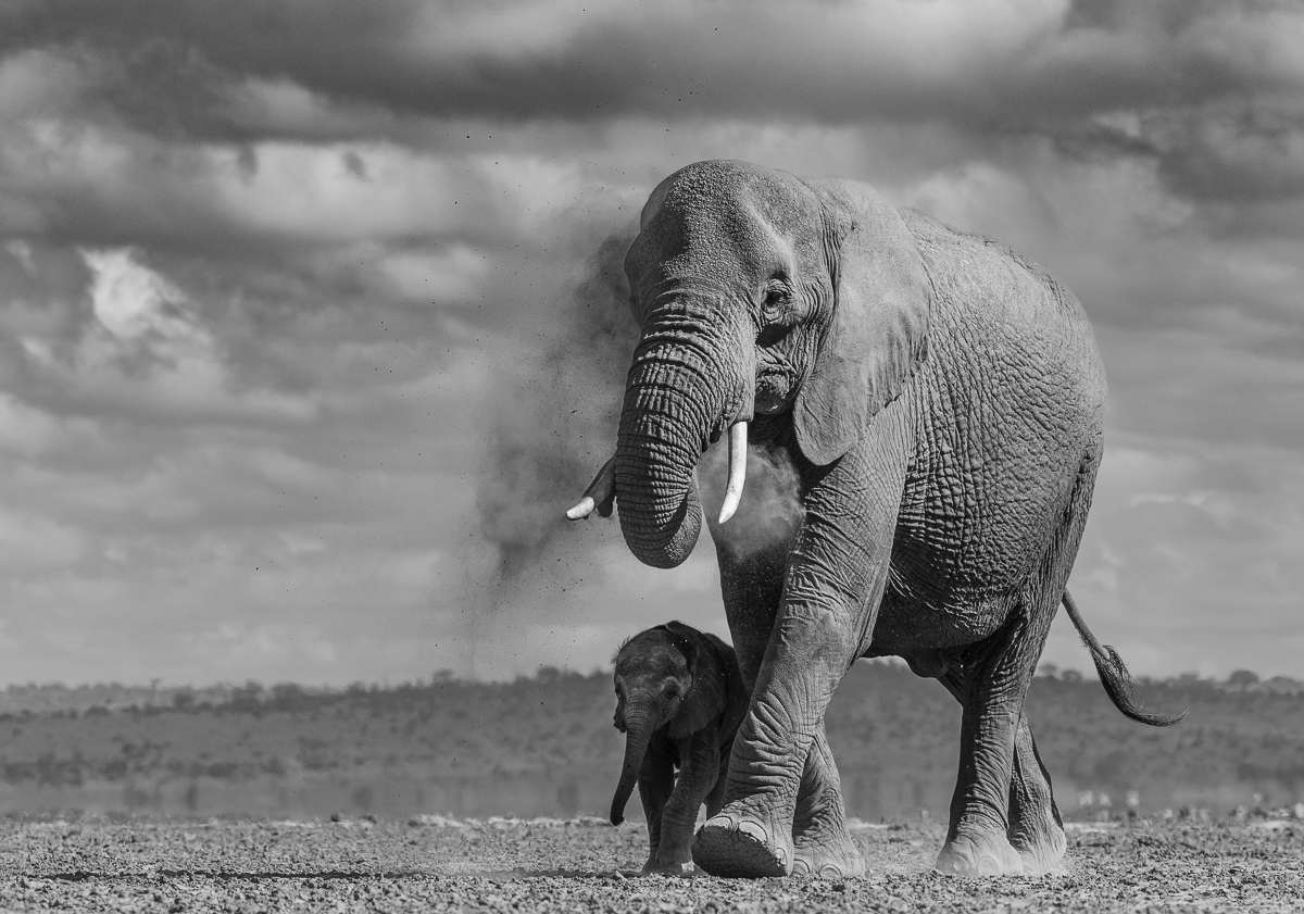 Magic Amboseli