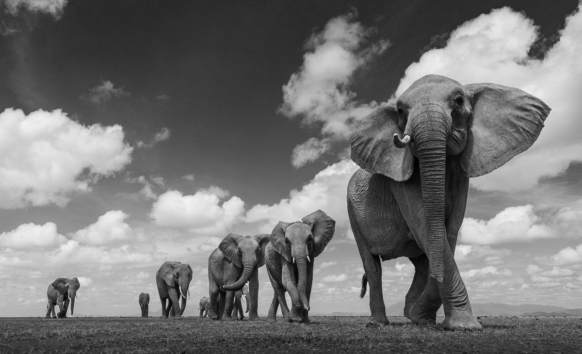Magic Amboseli