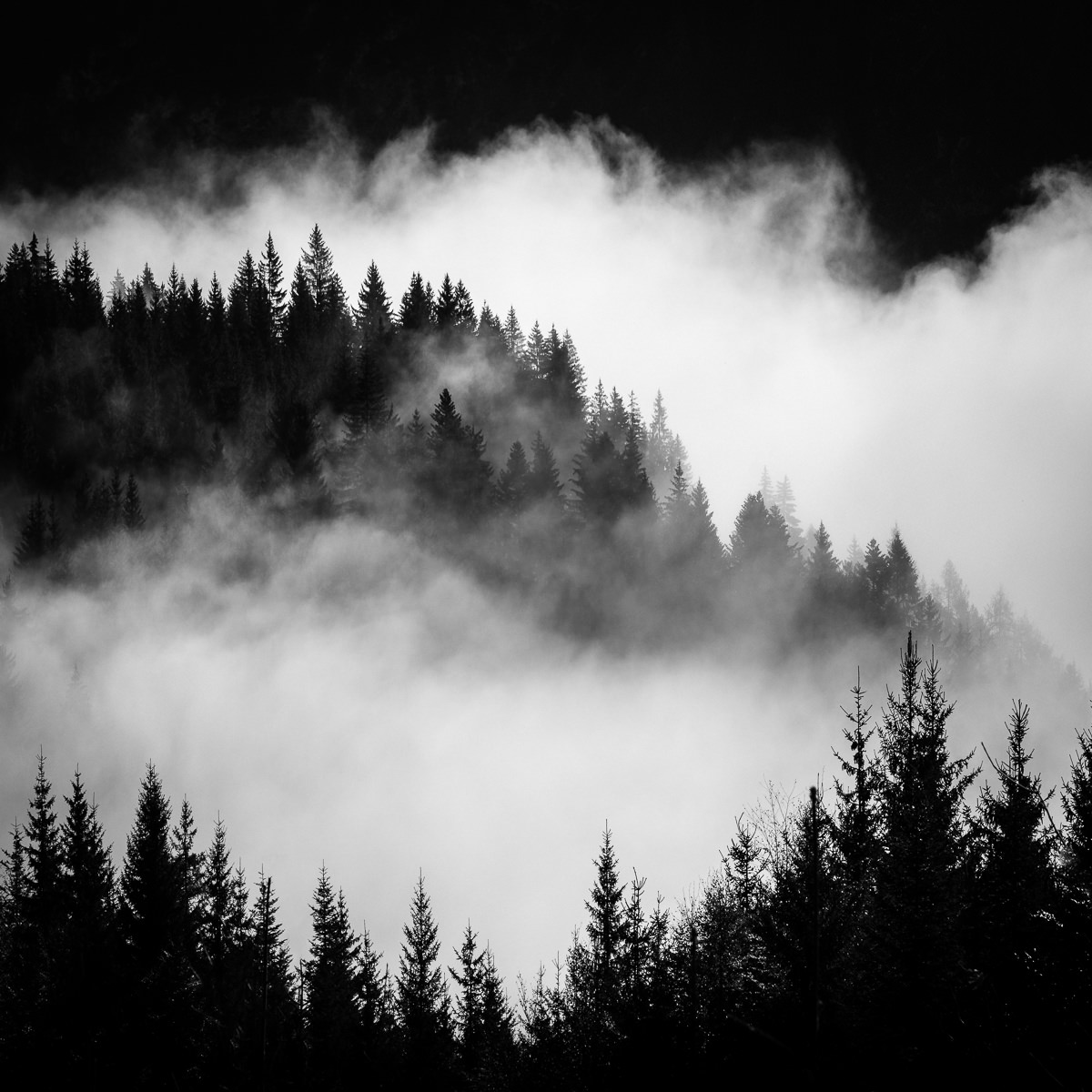 Trees