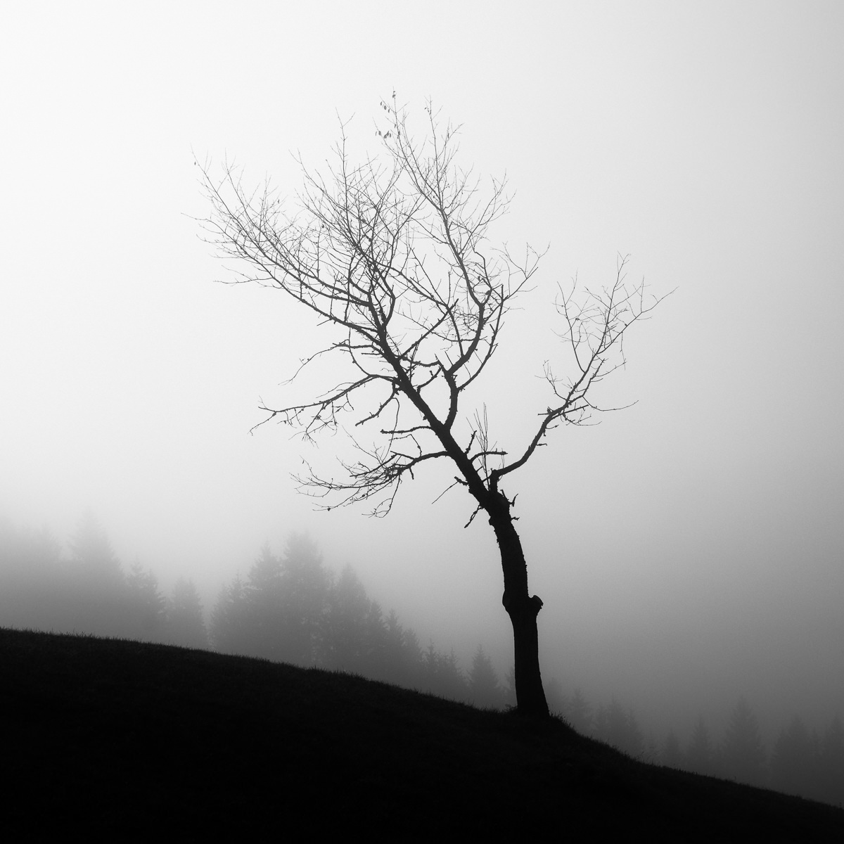 Trees