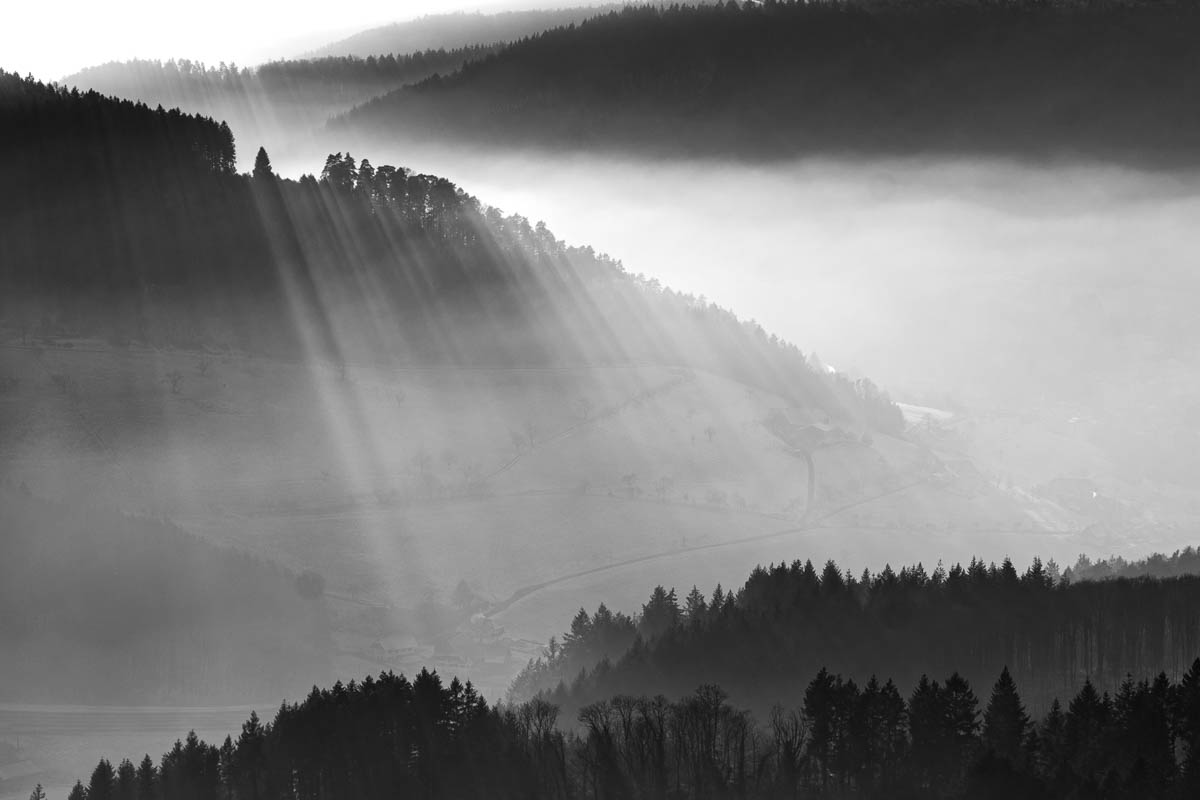 ShadowTrees