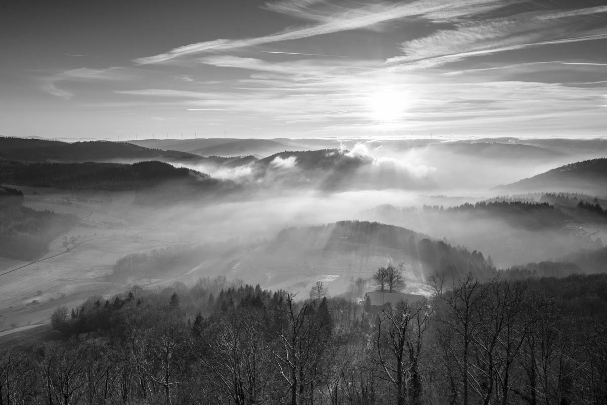 ShadowTrees