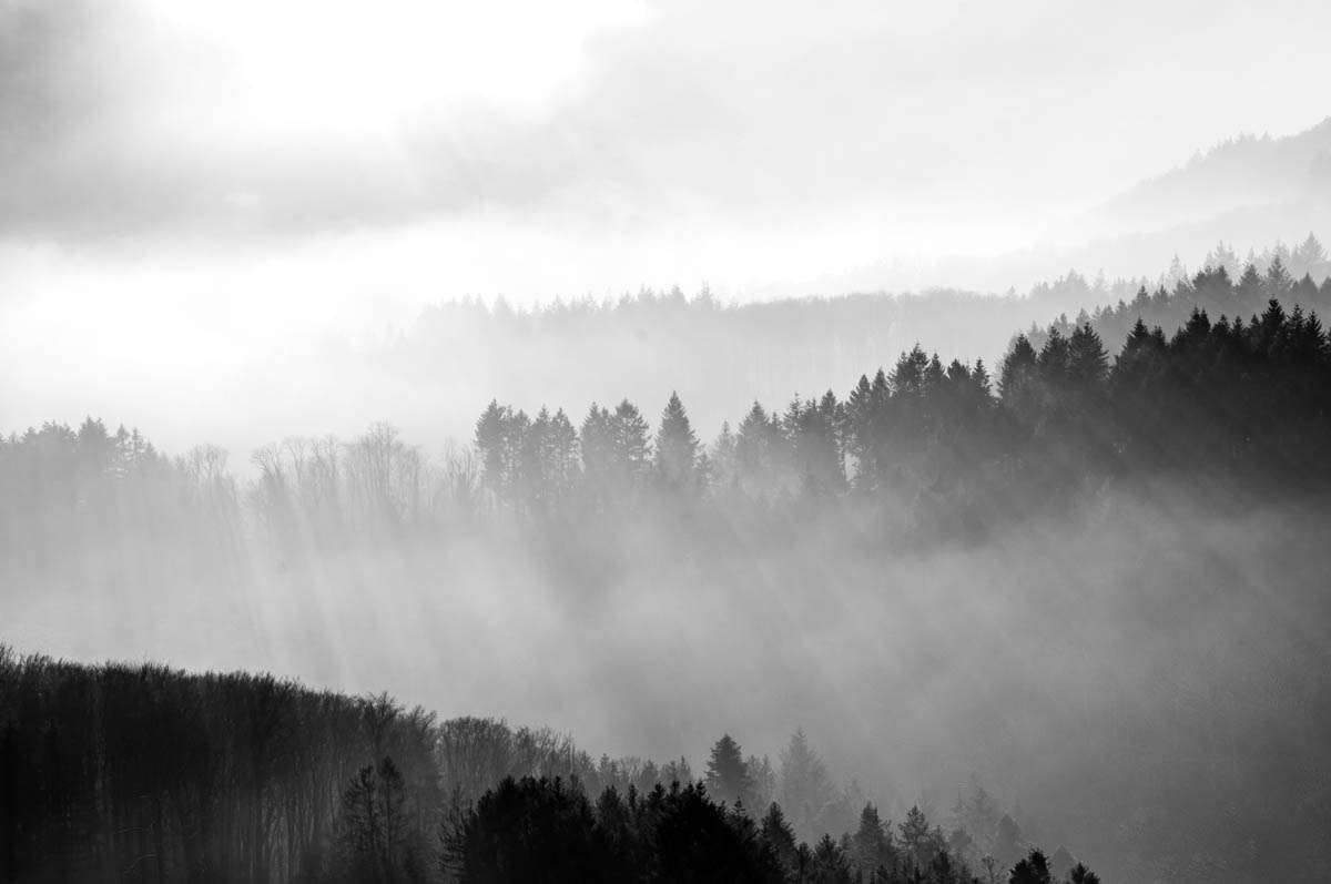 ShadowTrees