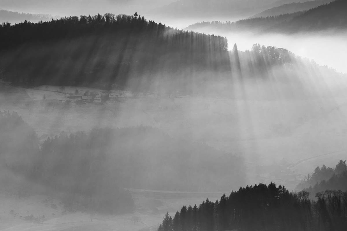 ShadowTrees
