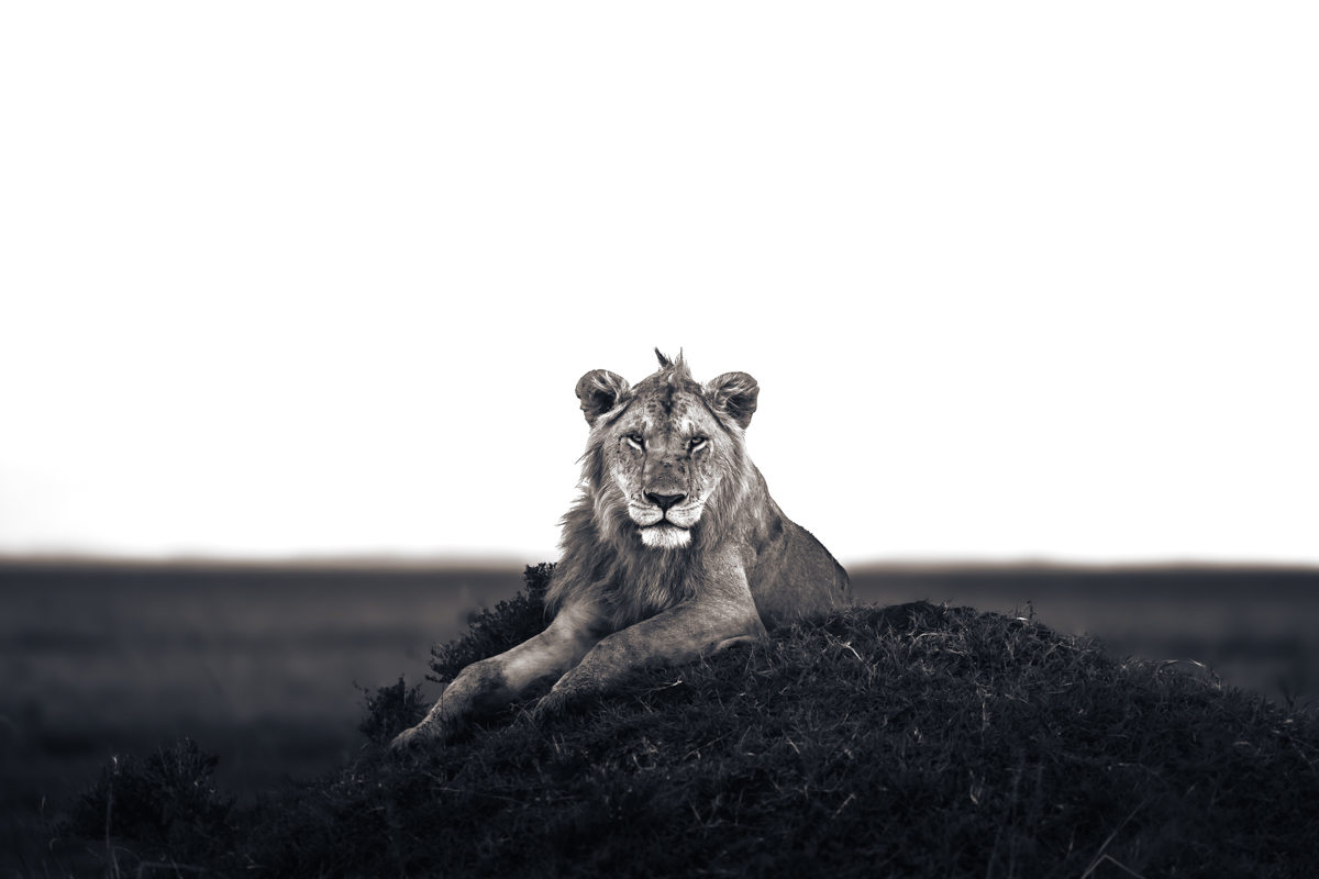 Lions of the Masai Mara
