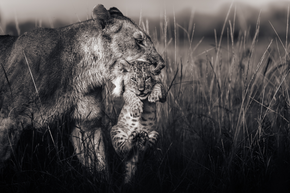 Lions of the Masai Mara