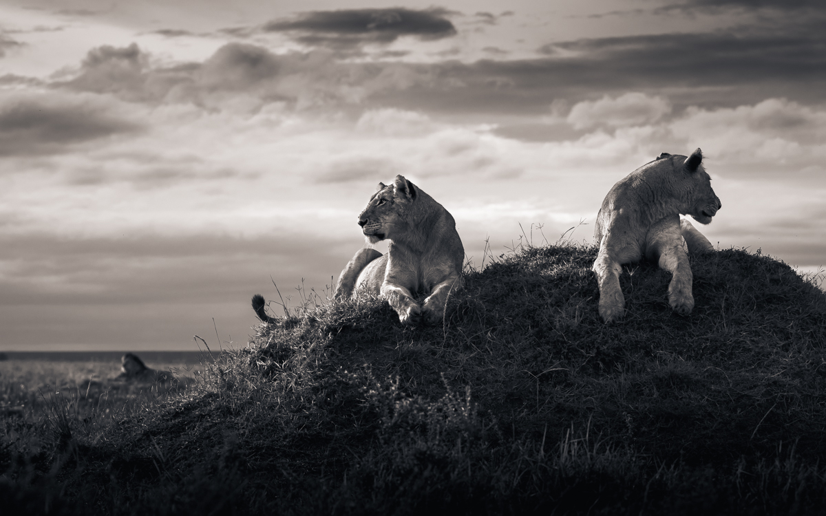 Lions of the Masai Mara