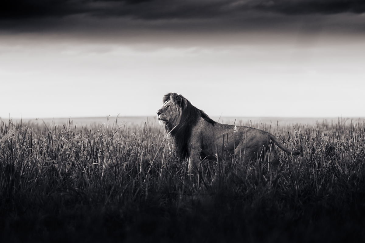 Lions of the Masai Mara