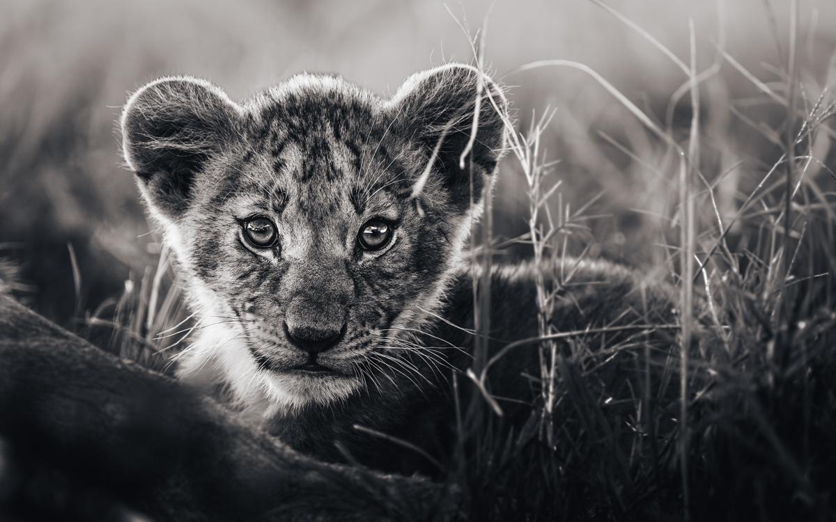 Lions of the Masai Mara