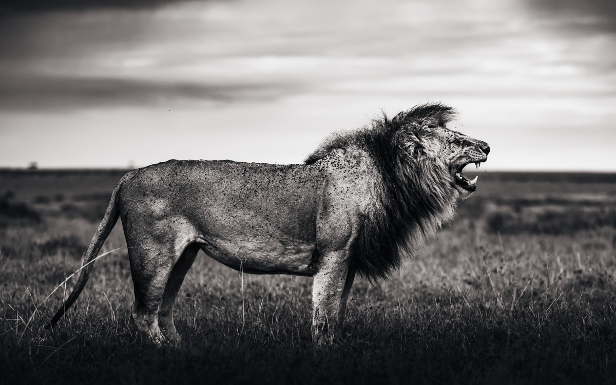 Lions of the Masai Mara