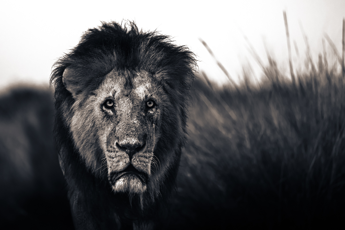 Lions of the Masai Mara