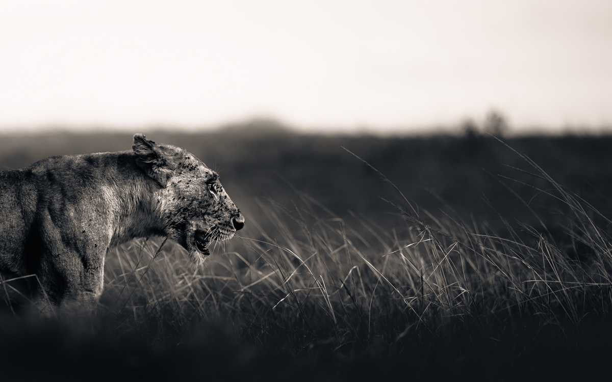 Lions of the Masai Mara