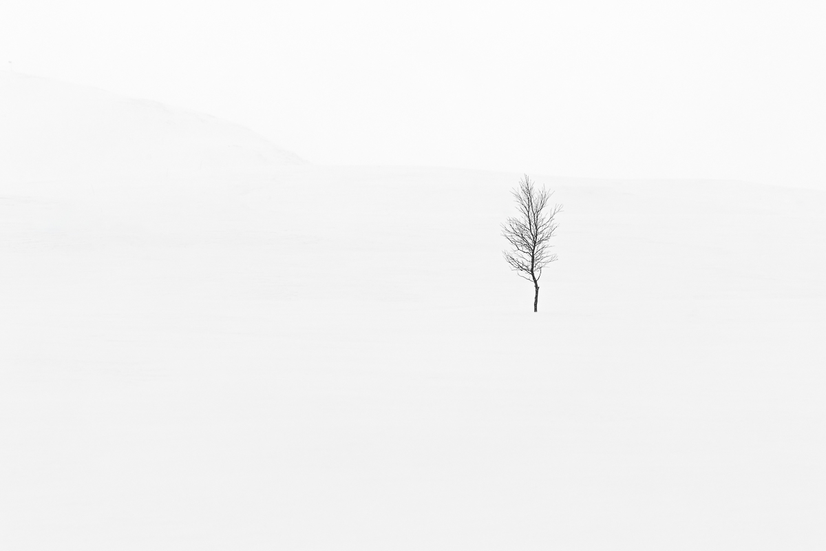 Lone tree in snow
