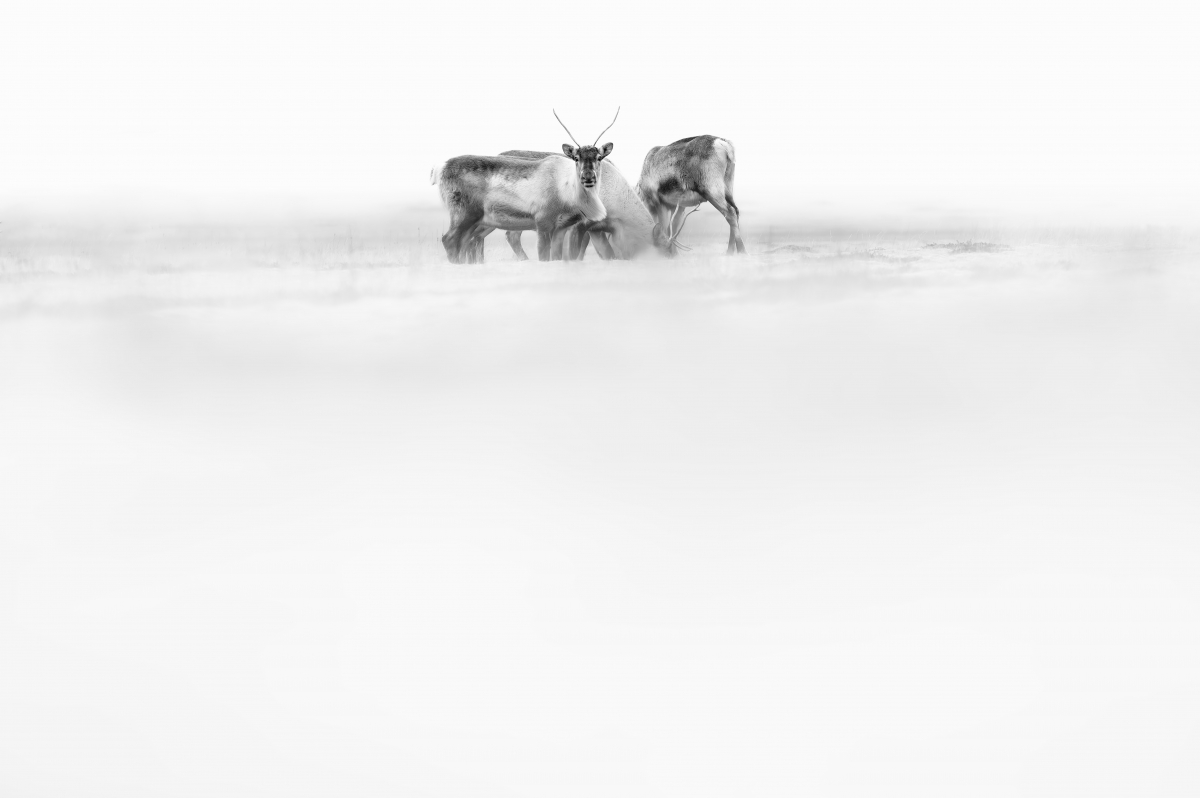 L'Islande sauvage
