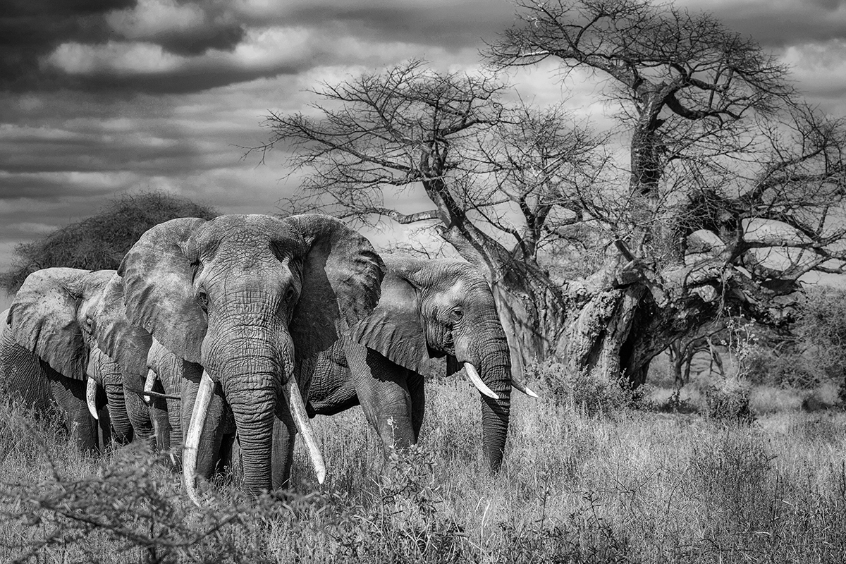 Kingdom of Giants