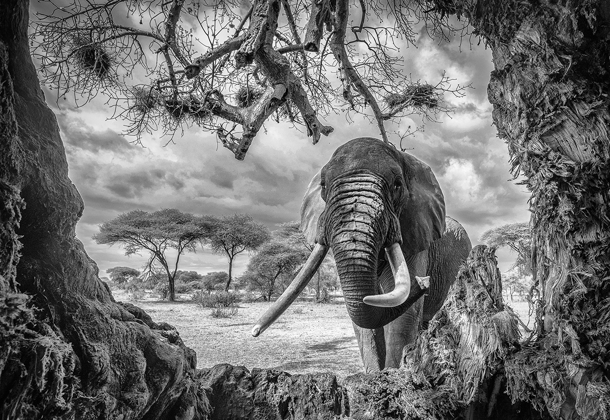 Kingdom of Giants