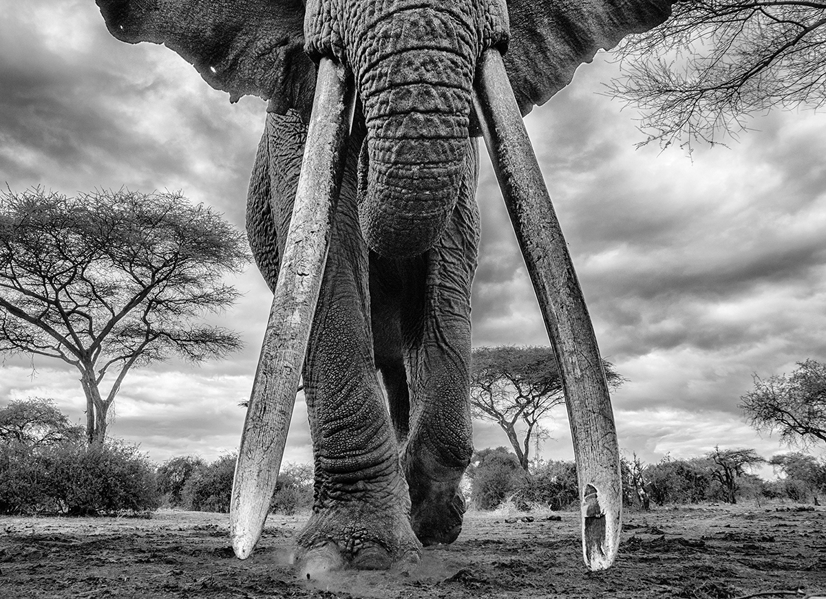 Kingdom of Giants