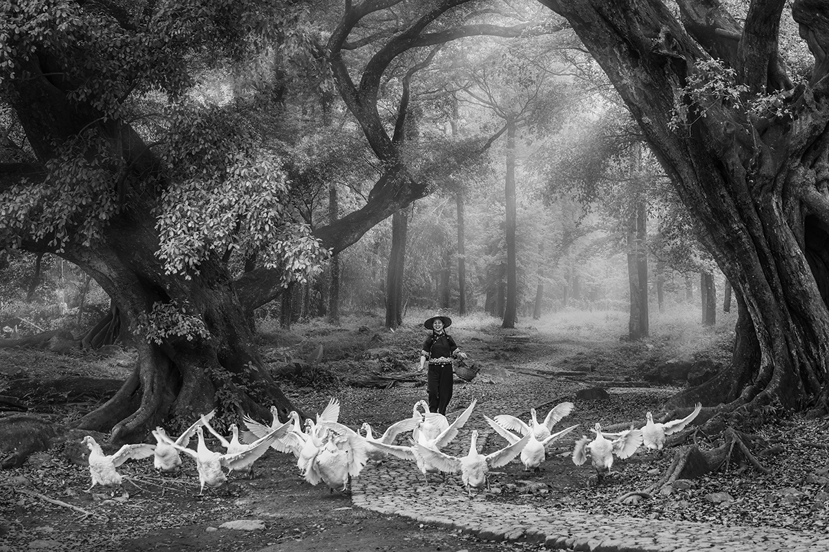 The flock of geese  and girl