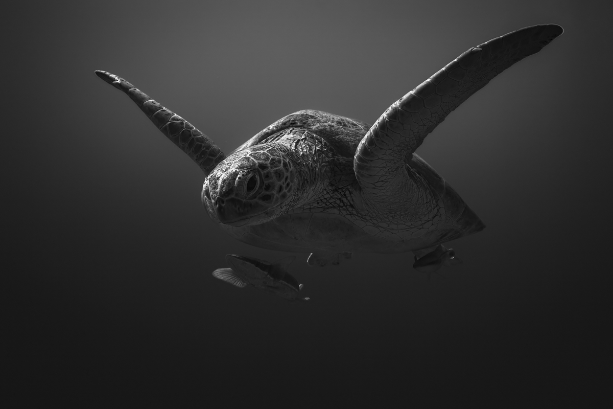 Whispers of the Depths