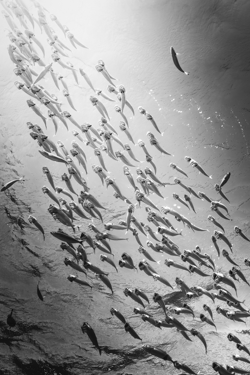 Whispers of the Depths