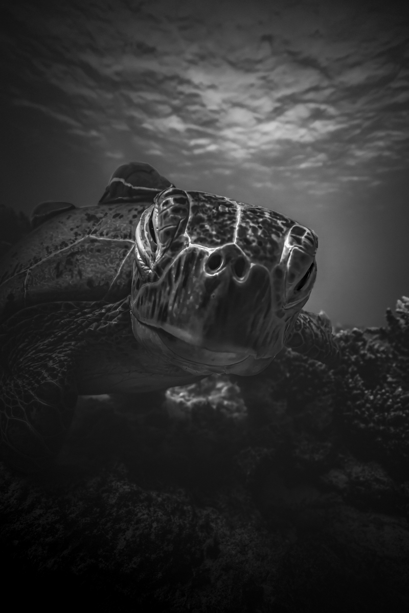 Whispers of the Depths