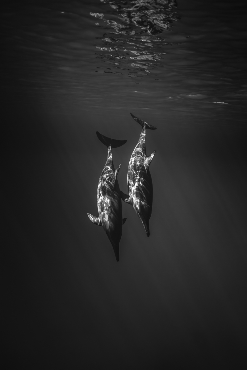Whispers of the Depths