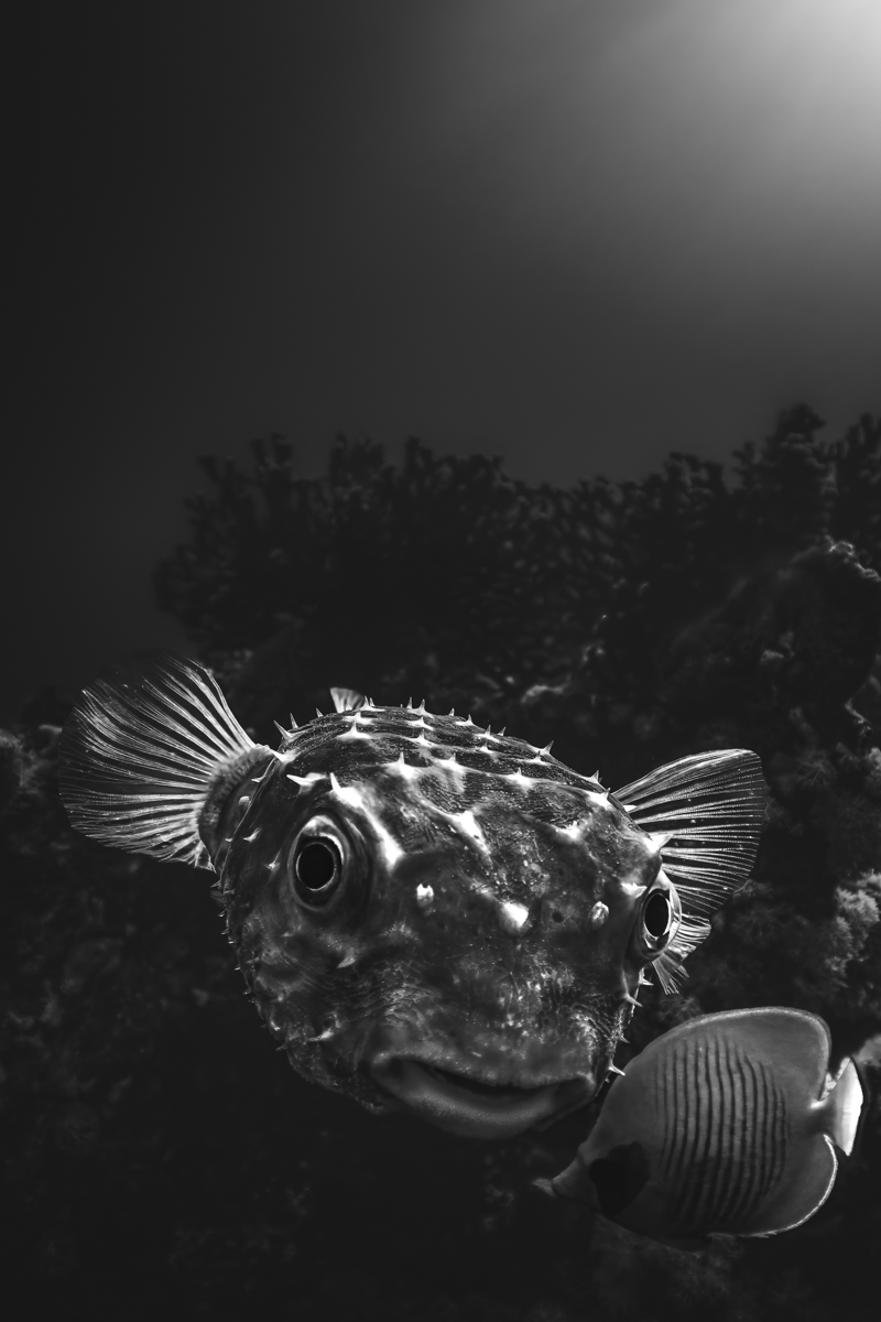 Whispers of the Depths