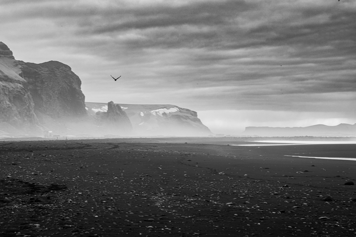 Black Birds (of Iceland), 2023