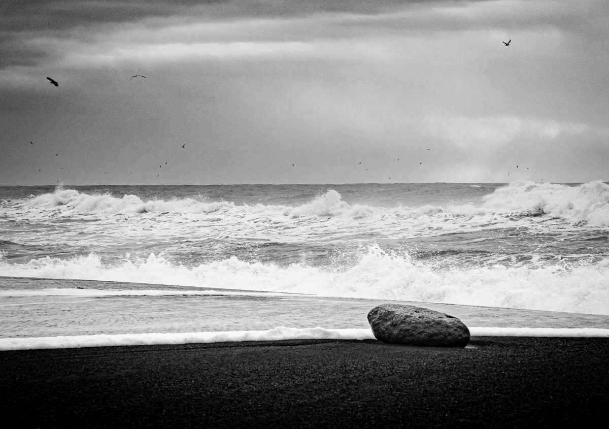 Black Birds (of Iceland), 2023