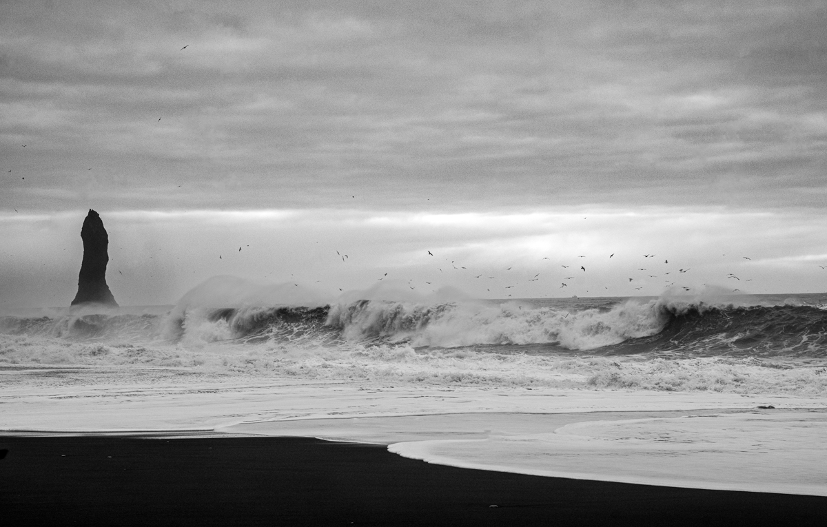 Black Birds (of Iceland), 2023