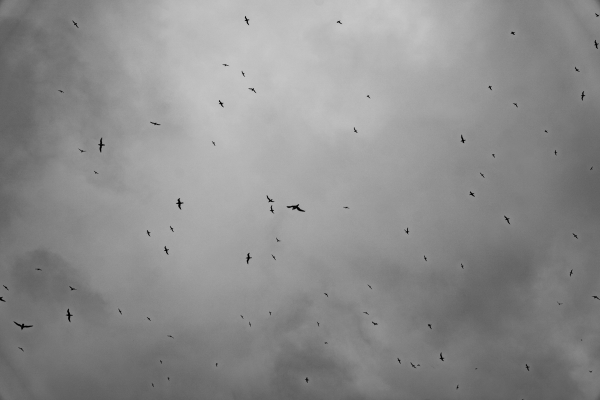Black Birds (of Iceland), 2023