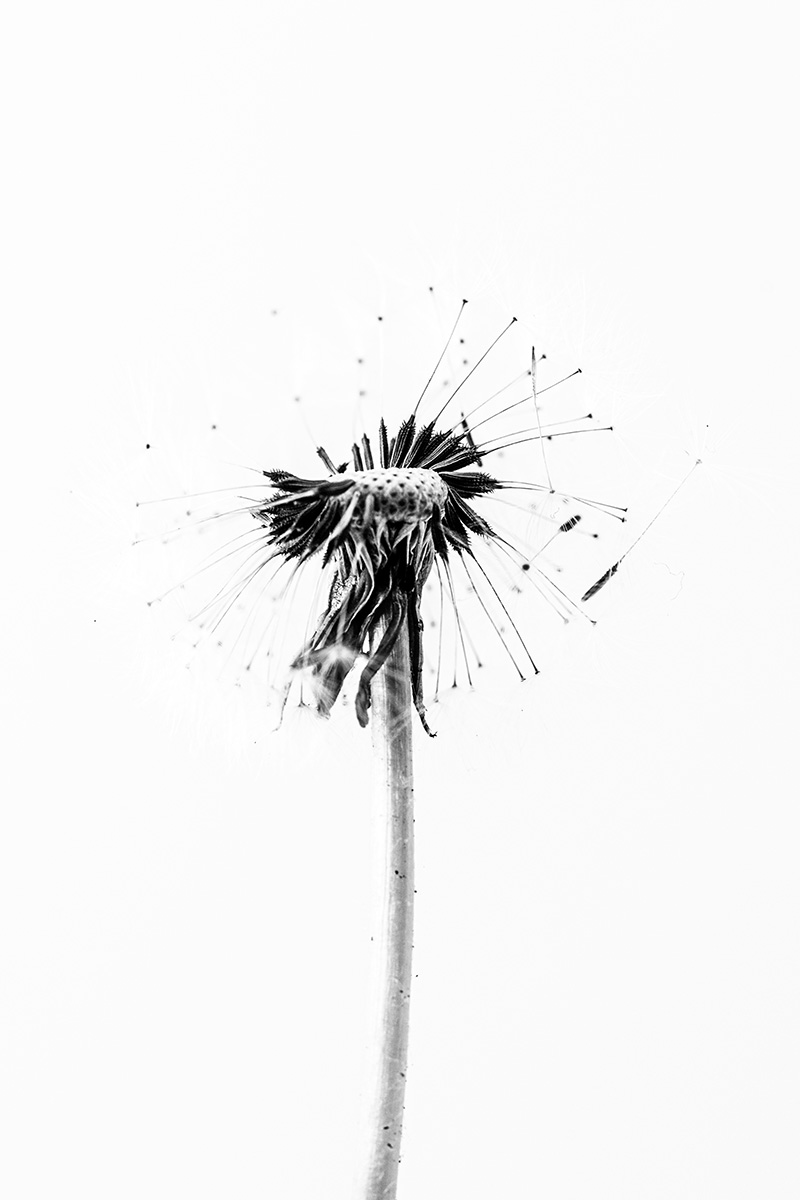 lost plants