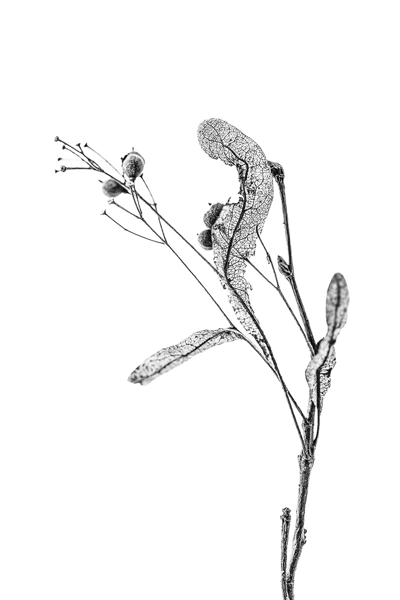 lost plants