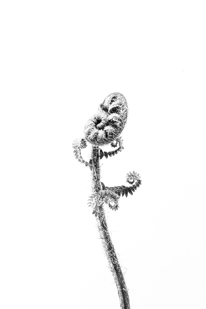 lost plants