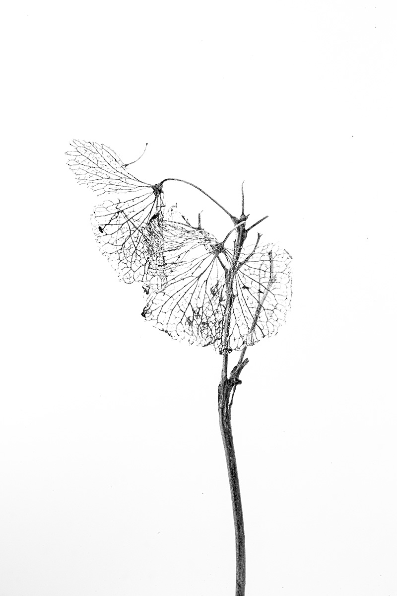 lost plants