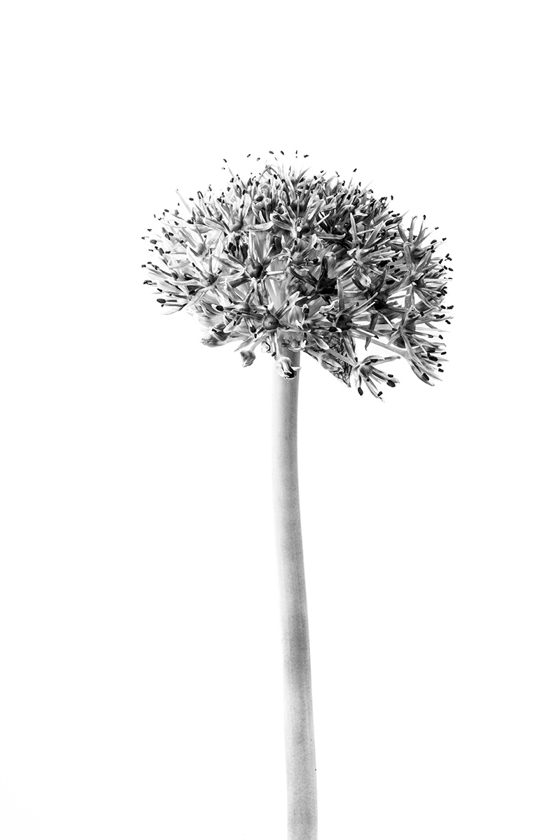 lost plants