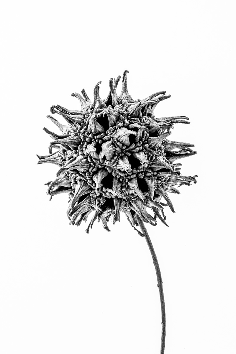 lost plants