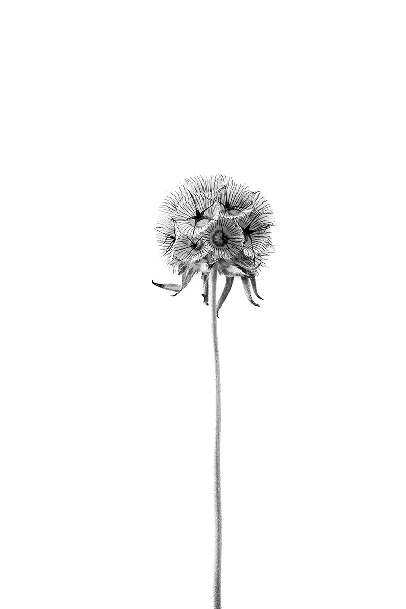 lost plants