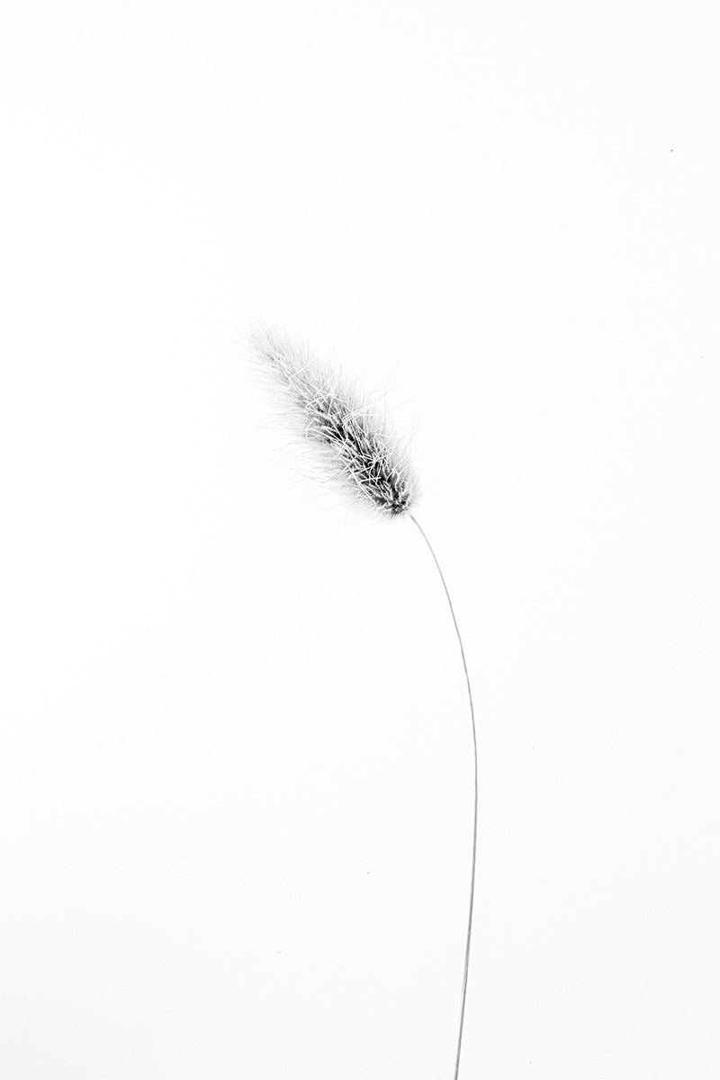 lost plants