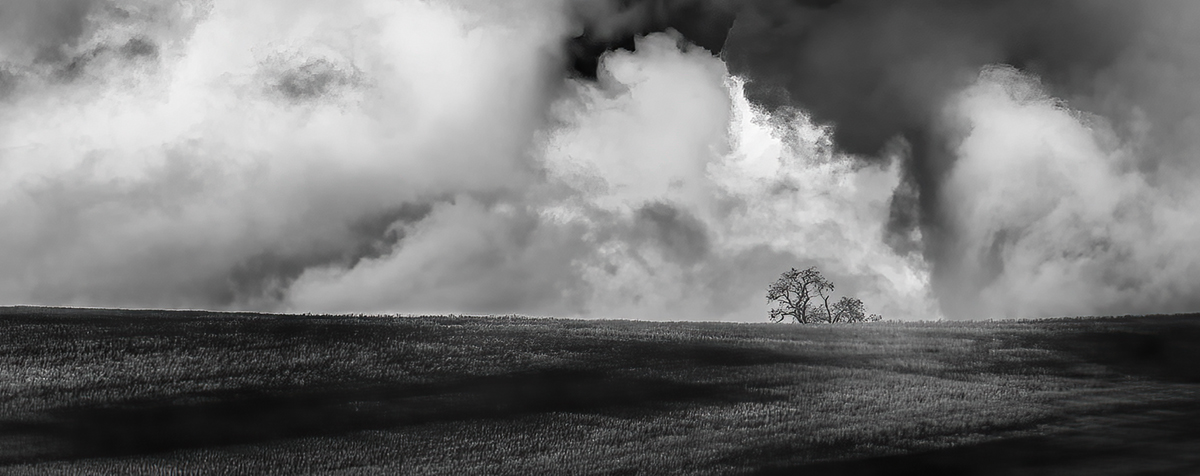 Wheat fields 