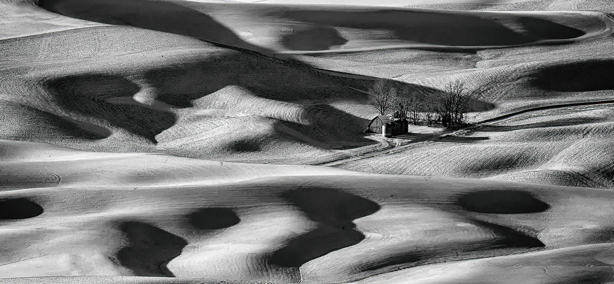 Wheat fields 