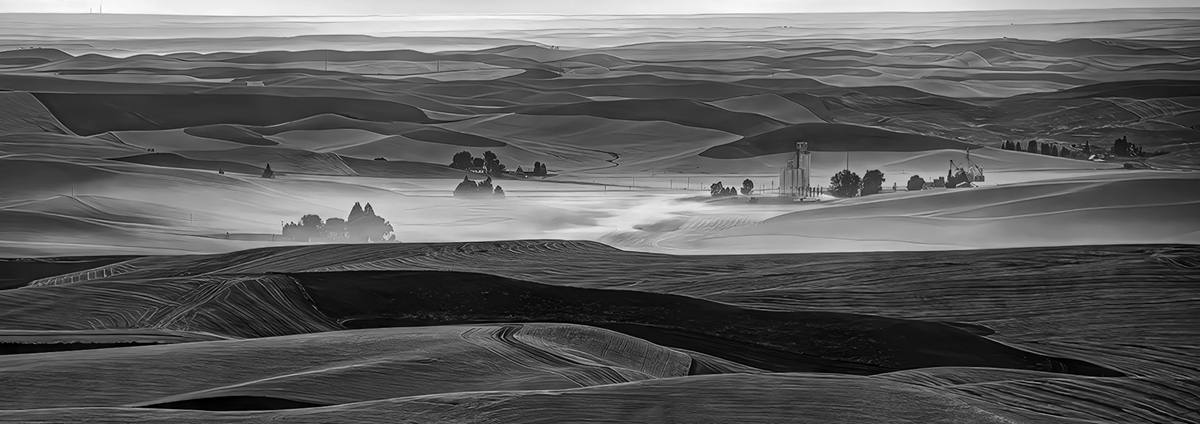 Wheat fields 