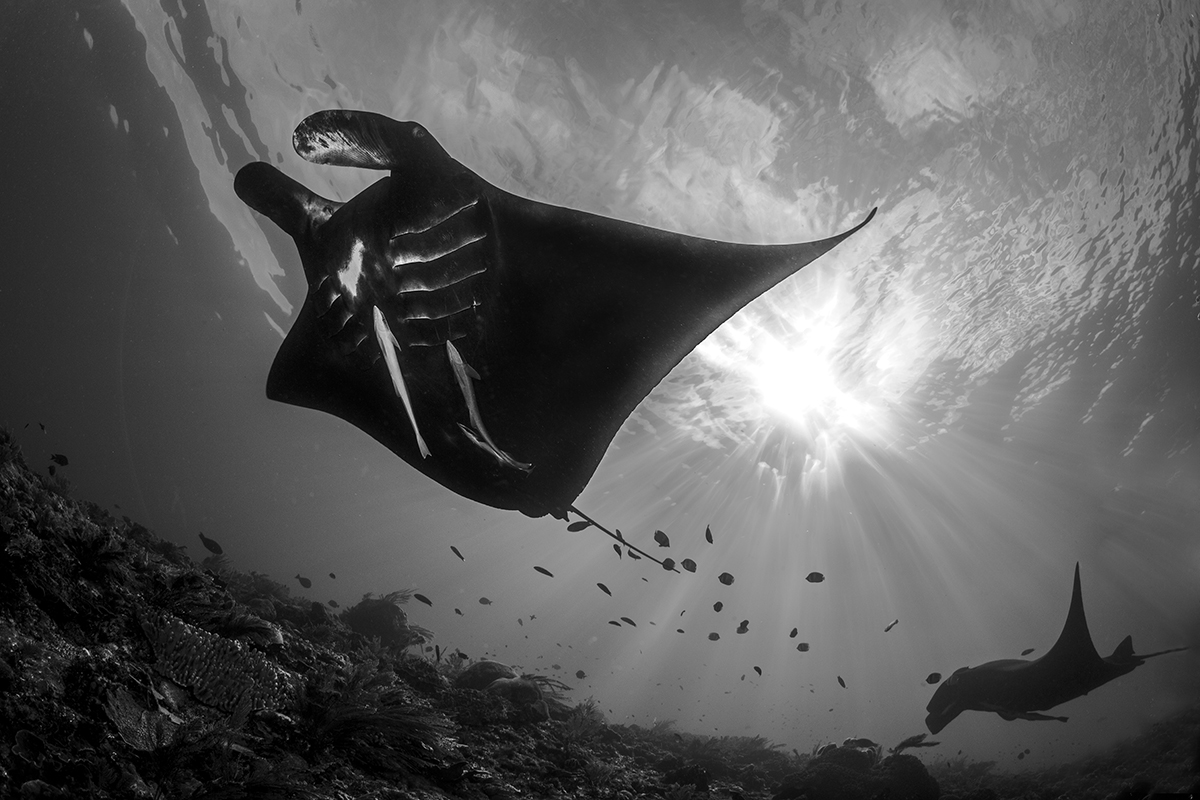 Komodo Manta Rays