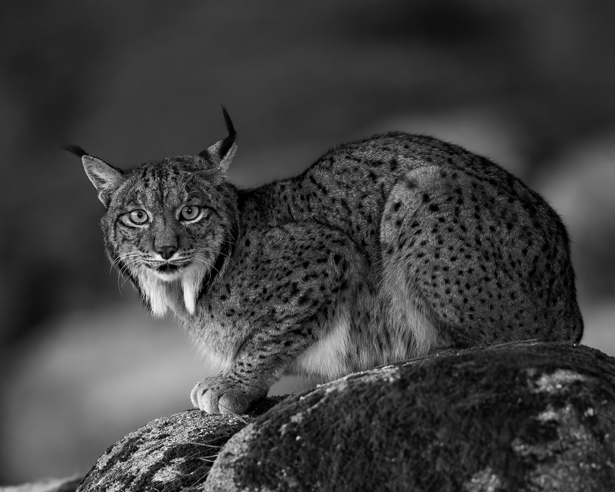 Iberian Lynx