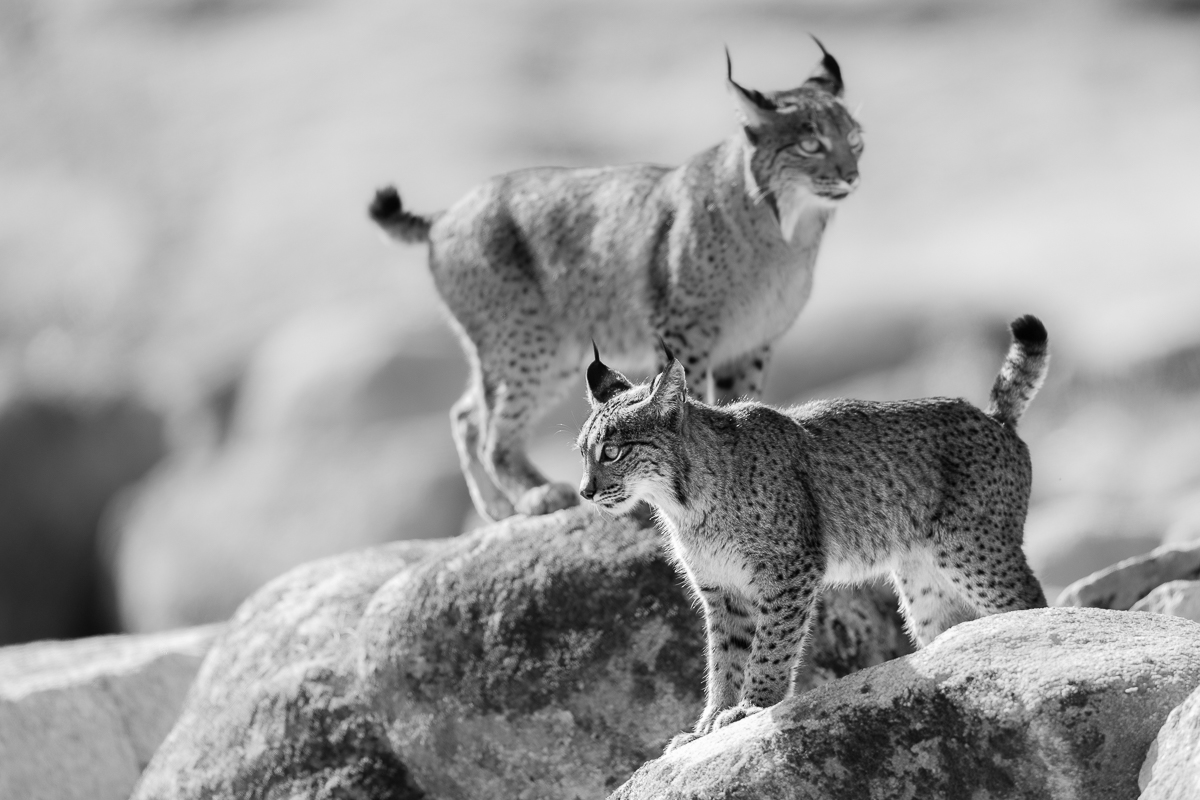Iberian Lynx