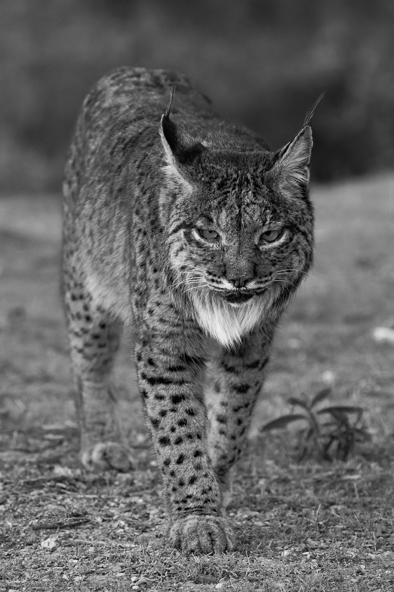 Iberian Lynx