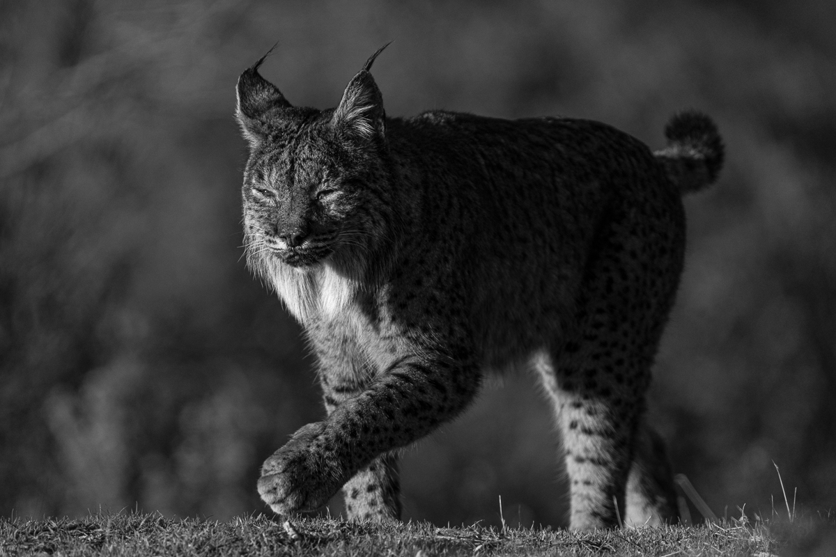 Iberian Lynx